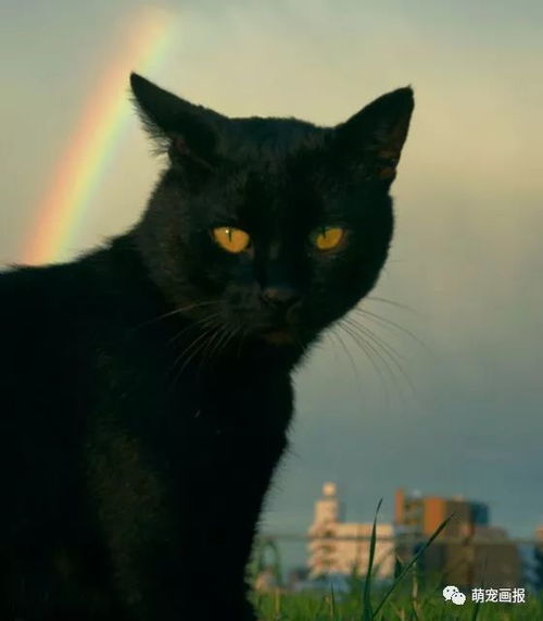 黑猫的预兆：一种民间的解读
