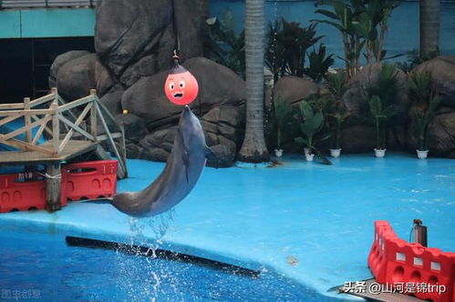 鲸动乐园与挖沙体验：自然教育的乐趣