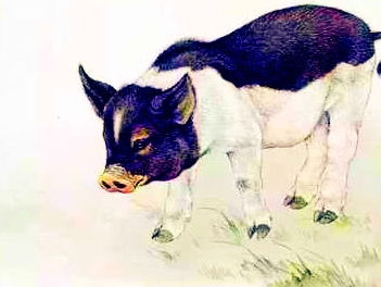 难乎其难的生肖是什么动物？