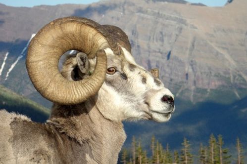 2026年属羊人1月运势和12月运程具体如何？