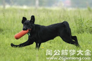 2. 犬类本体属性的象征