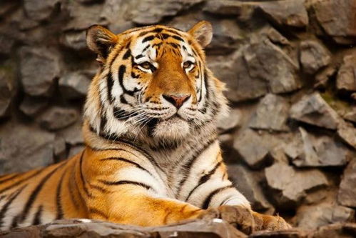 1.1 黄道吉日的概念及其学理渊源