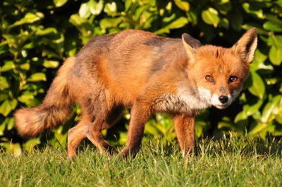 翼代表什么生肖？鸾是什么动物是什么意思？这俩字能组成一个吗？