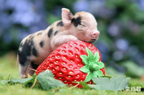 1971年属猪的人一生中会有几次桃花运？