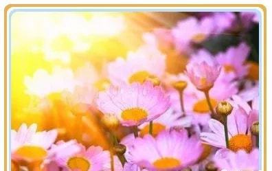 槿花的浪漫与坚韧：一种虚假的优雅