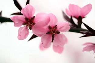 桃花生肖桃花一族打一生肖，究竟对应的是哪个生肖？