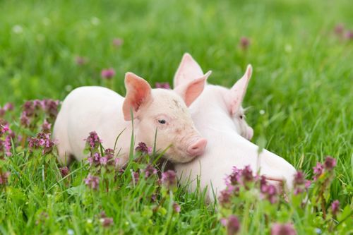 2026年属猪人运势如何？1971年出生的猪为何会是最难熬的一年？