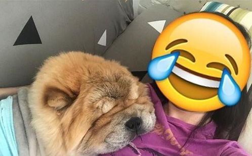 生肖狗招财转运，男性最适宜佩戴的物件是什么？