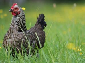 属鸡的人出生在鸡年鸡月鸡日命运如何？