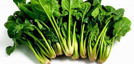 解梦大师的胡诌百科