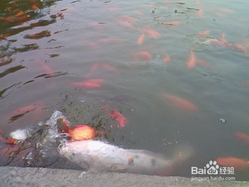 放生鱼后朋友圈里如何表达对自然的敬畏与祝福？