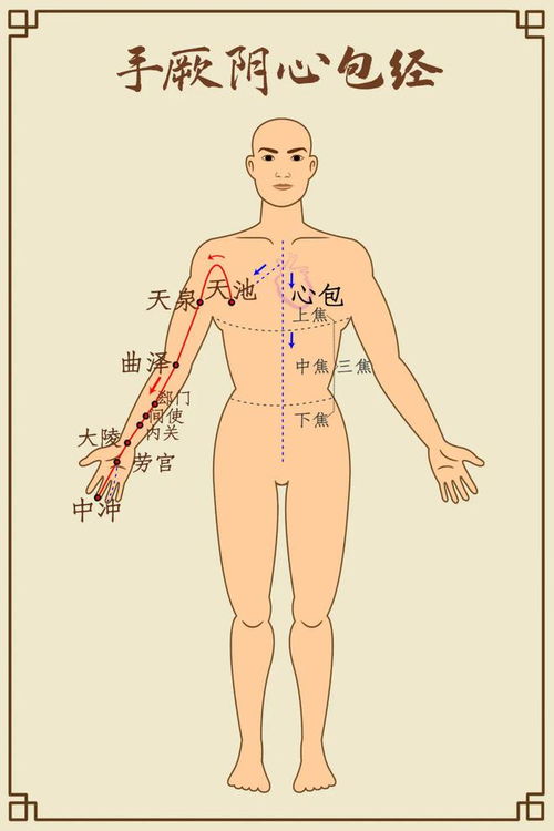 一、 关于内脏位置变化与腹部肥大的辨析