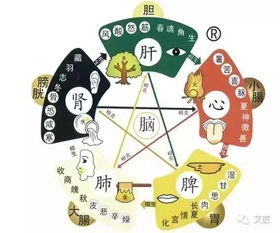 脾脏在五行分类中究竟归属于哪一元素？