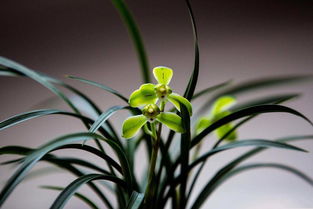 兰花：高洁典雅与平安吉祥