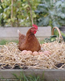 路柳墙花打一生肖，是哪个生肖的动物？