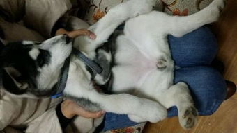 女猴男狗八字相配吗？猴狗能否合作做生意成功？