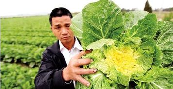 心理分析：白菜=悲剧