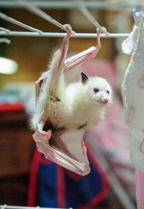 2. 动物形象的性格投射及其适配度评估