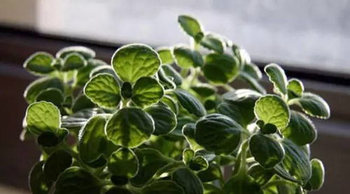 91年属猴的人养什么植物可以旺财运？