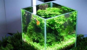 一、 鱼缸环境要素：光照与通风的重要性