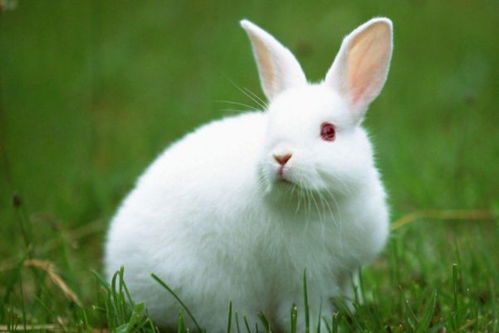 风水捡到兔子是否预示好运，兔子作为礼物送人是否有所忌讳？