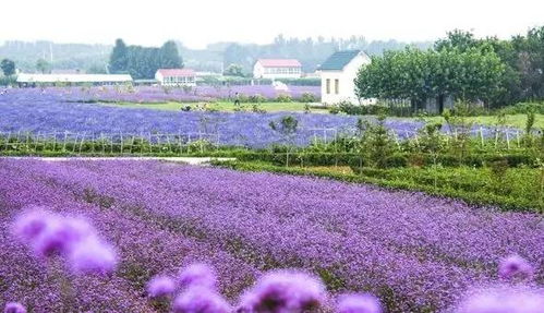 交通全靠11路！