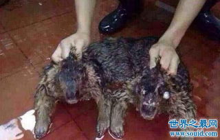 女人梦见水鬼或水里有鬼预示着什么征兆或含义？