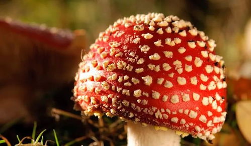 九、 毒蝇伞（Entoloma sinuatum）
