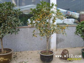 庭院种植桂花对风水有好处吗？