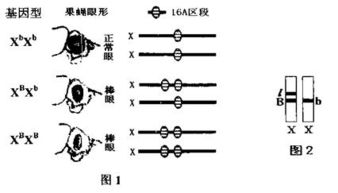 一、 较小六壬预测法的理论框架与定义维度