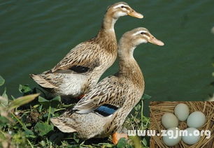 梦见小鸭子是什么寓意？周公解梦中有哪些解释？