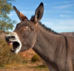 音信杳无的生肖是什么动物？