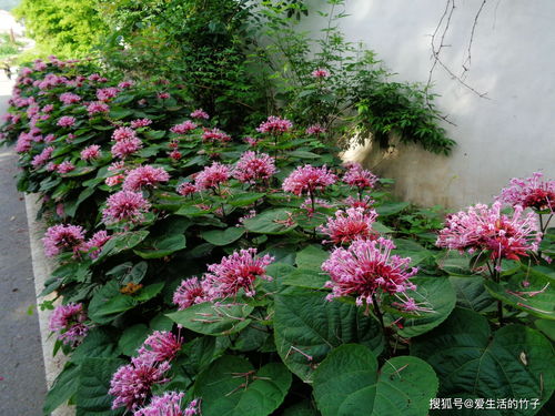 一、 植物学命名与形态特征的系统阐释