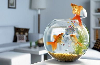 风水石养鱼时鱼缸内会不会音位水流循环导致氧气不足？