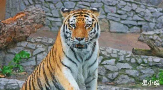 10月份出生的老虎生肖有什么特殊含义吗？