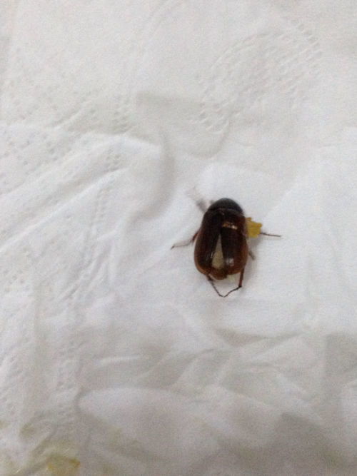 我为什么会梦见自己身上爬满了黑色虫子呢？