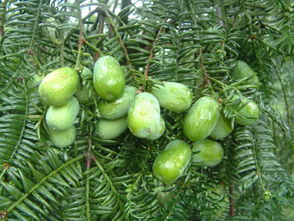 入园大逃杀实录