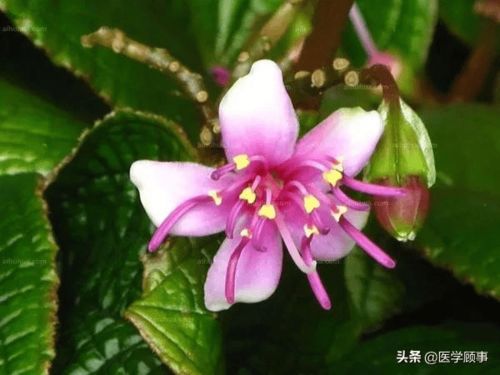 属虎的幸运花和植物分别是什么？