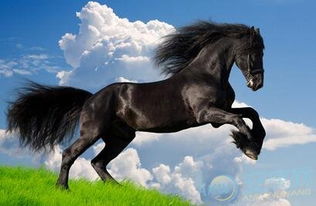 属马的人与哪个属相相冲，即属马的人和什么属相相克呢？