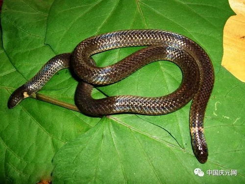 属蛇92年男士2026年婚姻状况如何？预测分析结果是什么？