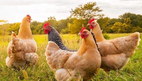 鸡晚上突然走到家门口，这究竟吉凶如何，对家里来说好不好？