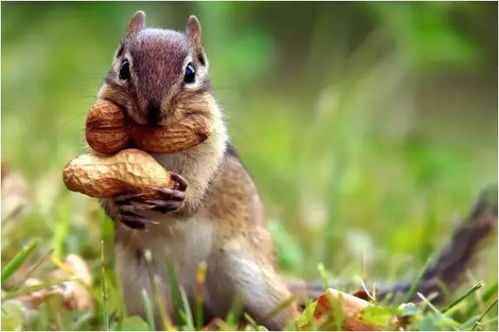 属鼠人2026年会是多少岁，这代表他们届时多少岁了？