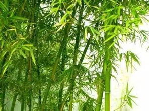 庭院风水适合种植楠木吗？