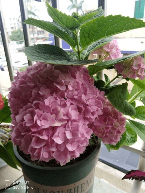 哪种花嫩体现养花女生的特定性格特点？