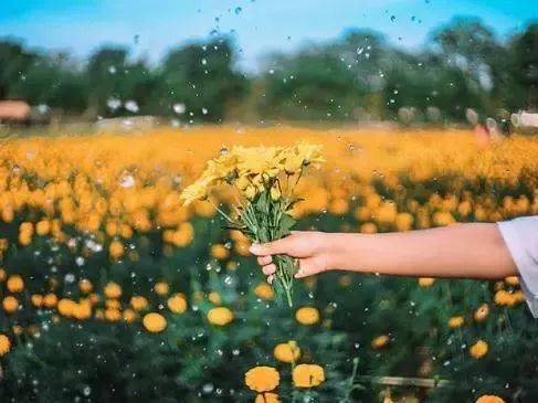 一、 寅申宫贪狼星与廉贞化忌之相互作用及其行业取向