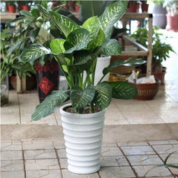 万年青摆放在厕所门口对家居风水有影响吗？