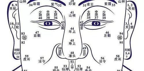 1.2 鼻梁与社会周边环境行为之间的关联机制