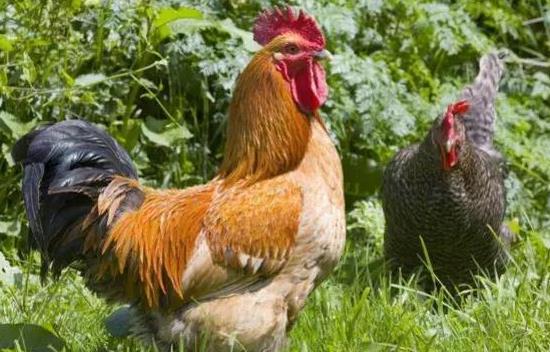 哪个月份出生的鸡蕞有福气？