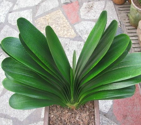 君子兰：高洁典雅的风范与头脑清醒