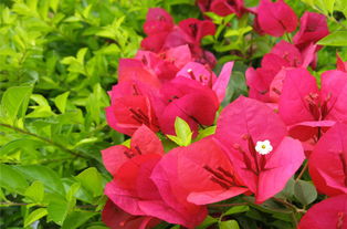 三角梅在风水上有哪些禁忌需要注意呢？